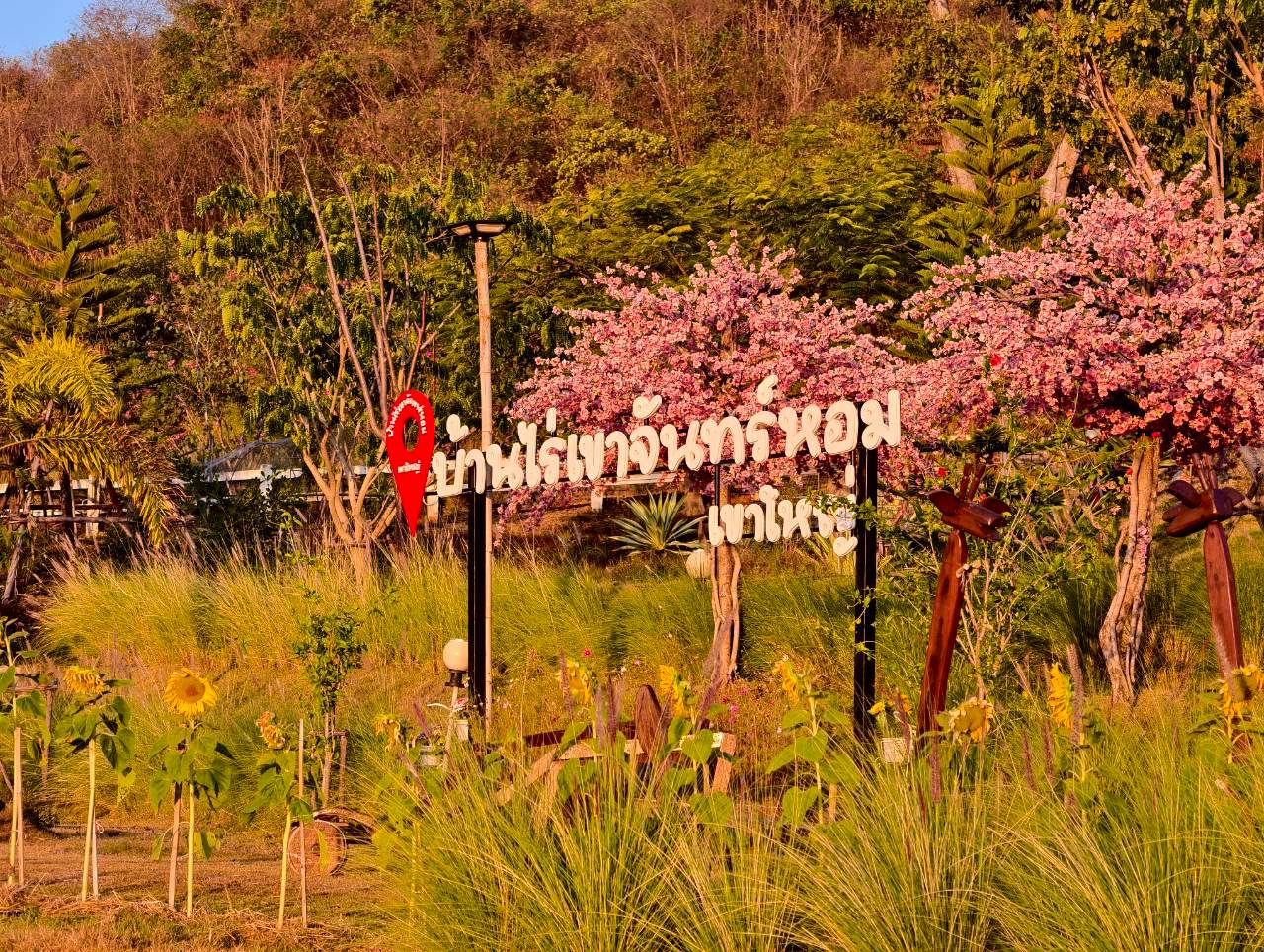 LINE_ALBUM_บ้านไร่โซน B_260125_24