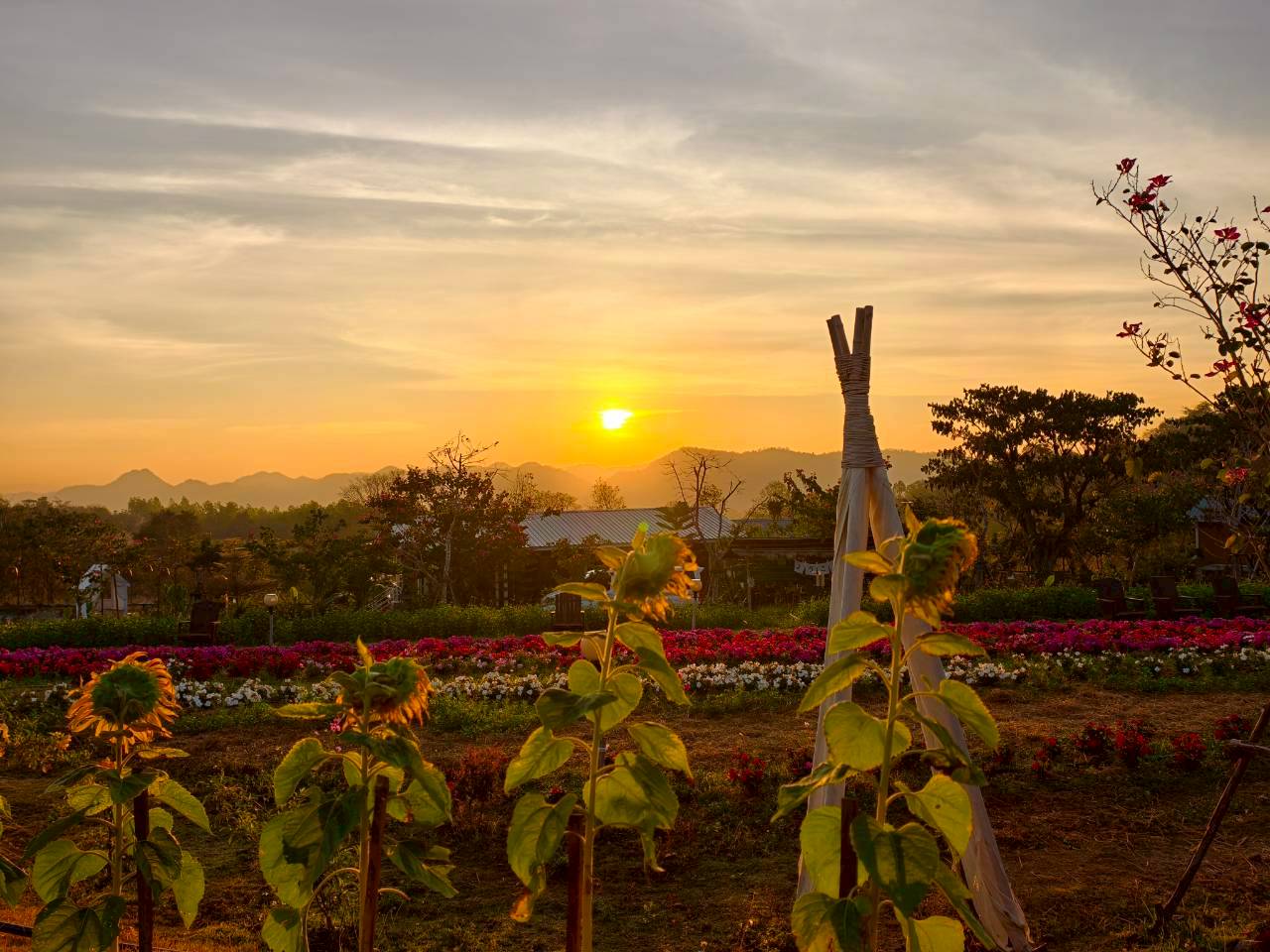 LINE_ALBUM_บ้านไร่โซน B_260125_26