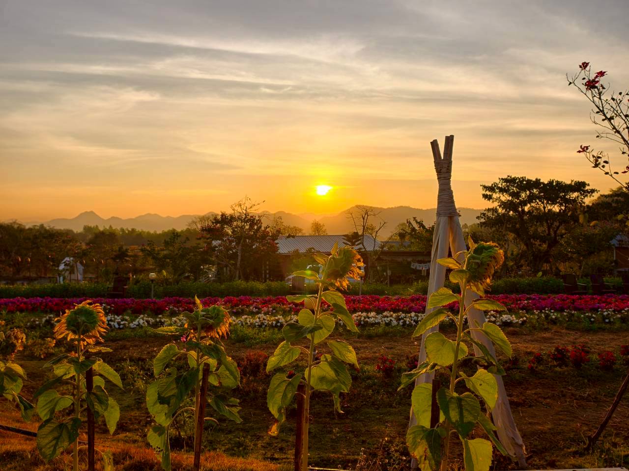 LINE_ALBUM_บ้านไร่โซน B_260125_27