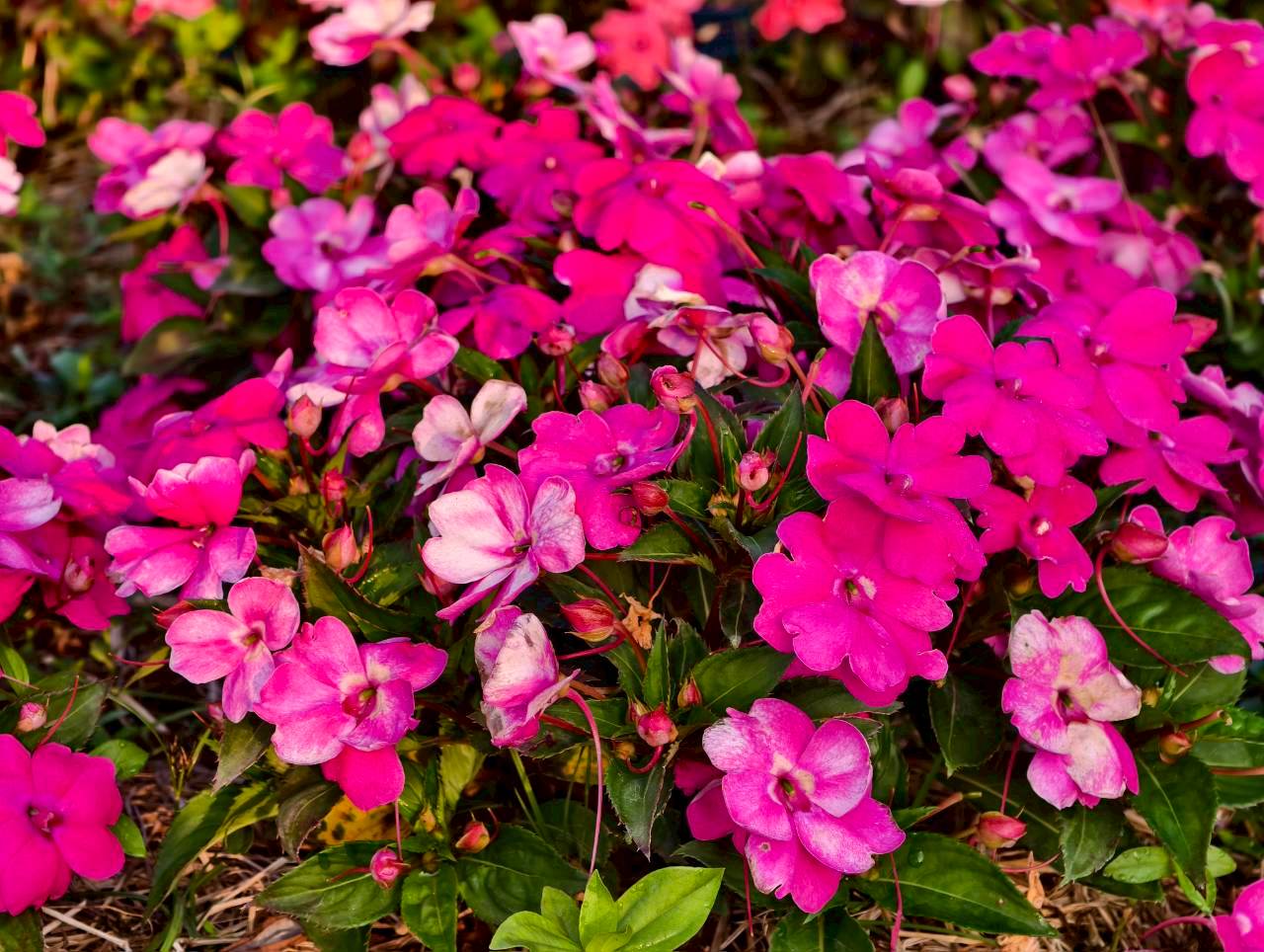 LINE_ALBUM_บ้านไร่โซน B_260125_4