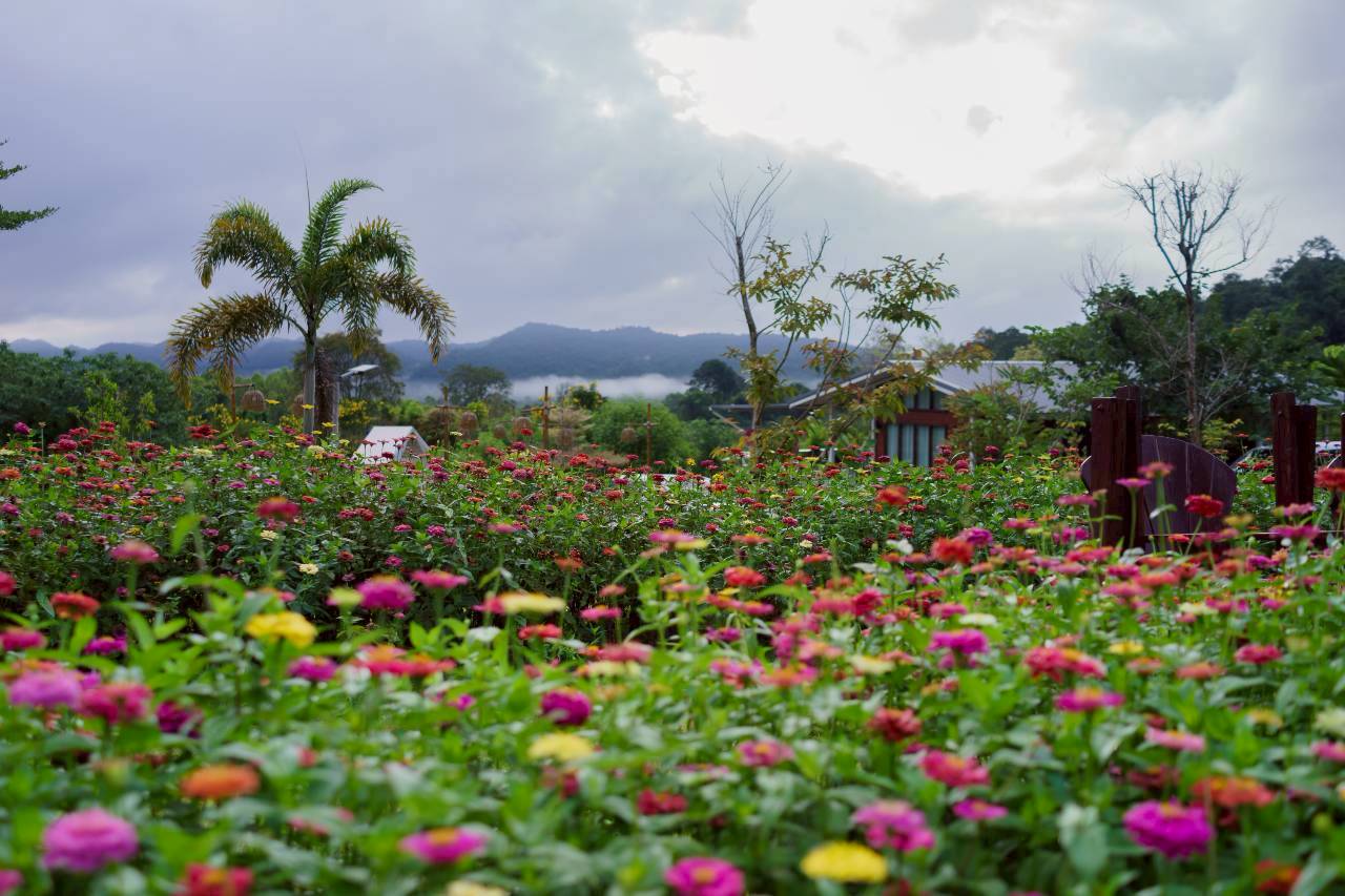 LINE_ALBUM_บ้านไร่โซน B_260125_56